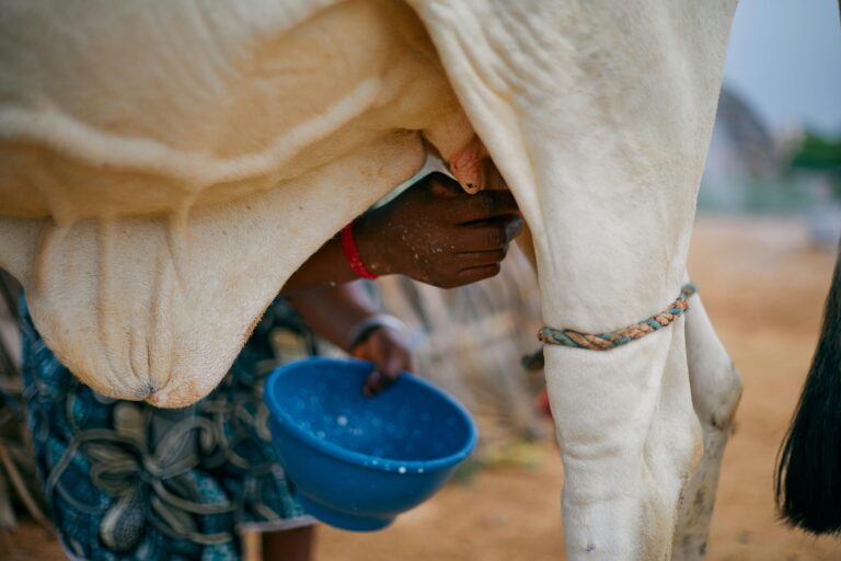 Best A2 Milk Brands in Pune